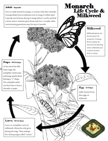 Monarch Life Cycle Coloring Sheet